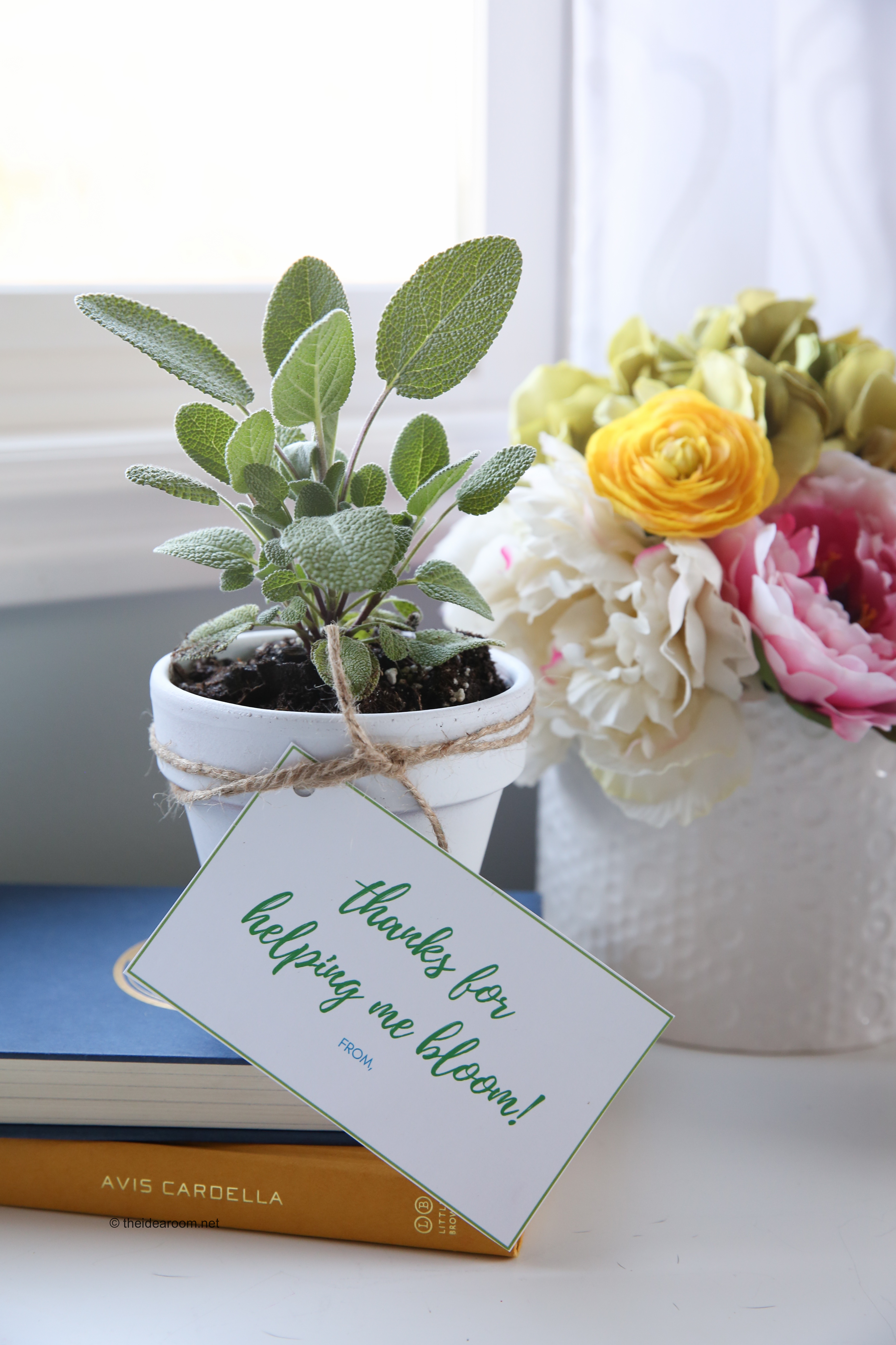 Wow Plant Gift For Mum | Winni.in